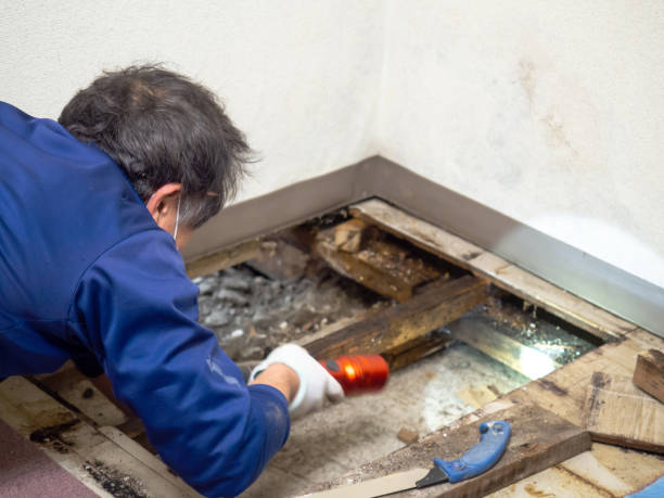 Best Emergency Mold Removal  in Seabrook Island, SC