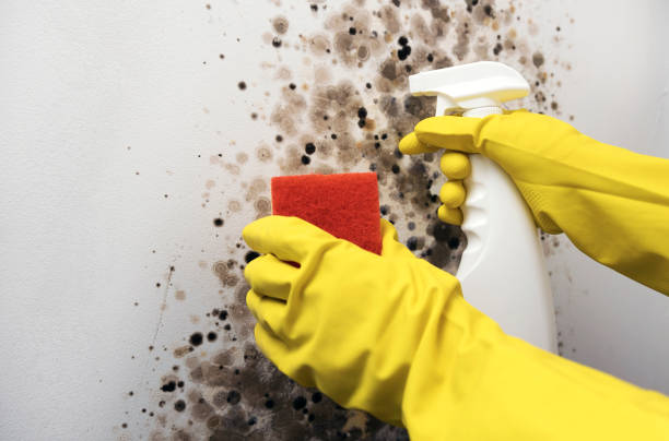 Mold Removal Process in Seabrook Island, SC