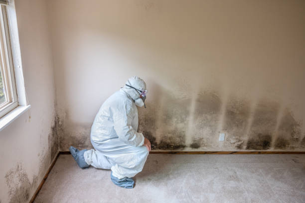 Best Attic Mold Removal  in Seabrook Island, SC