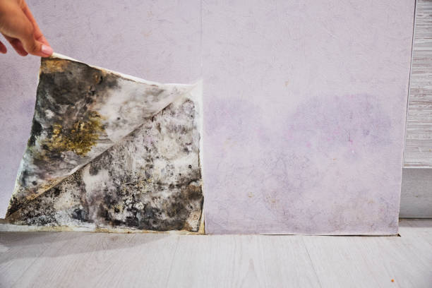 Best Crawl Space Mold Removal  in Seabrook Island, SC